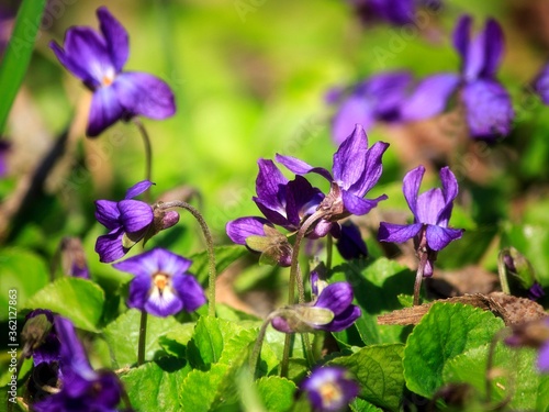 Spring viola flowers in the forest