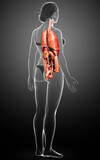 3d rendered medically accurate illustration of female  Internal organs