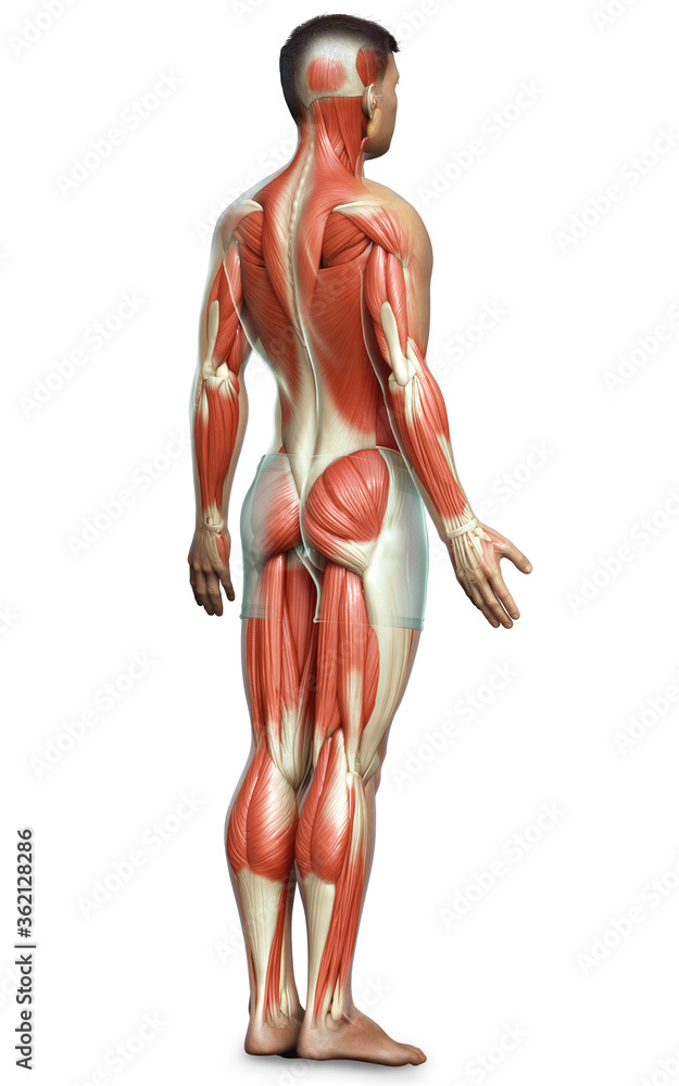 3d rendered medically accurate illustration of a male muscle system 3d rendered medically accurate illustration of a male muscle system