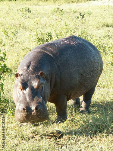 hippo out of the water in daylight, Chobe National Park Botswana