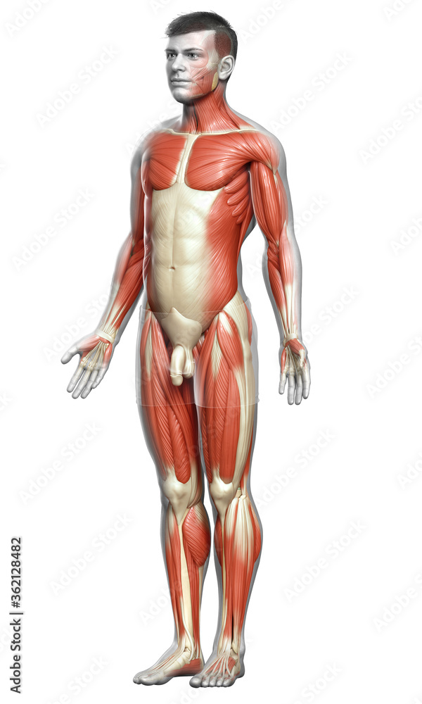 3d rendered medically accurate illustration of a male muscle system 3d rendered medically accurate illustration of a male muscle system