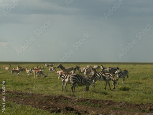 zebra s and springbok in grass