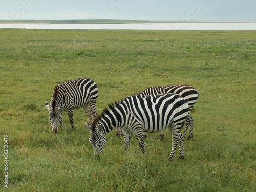 Zebra's in grass lake in distance