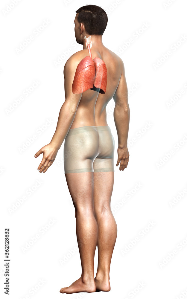 3d rendered, medically accurate illustration of a male lung anatomy 3d rendered, medically accurate illustration of a male lung anatomy
