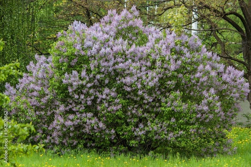 Flowering bush of lilac in a garden