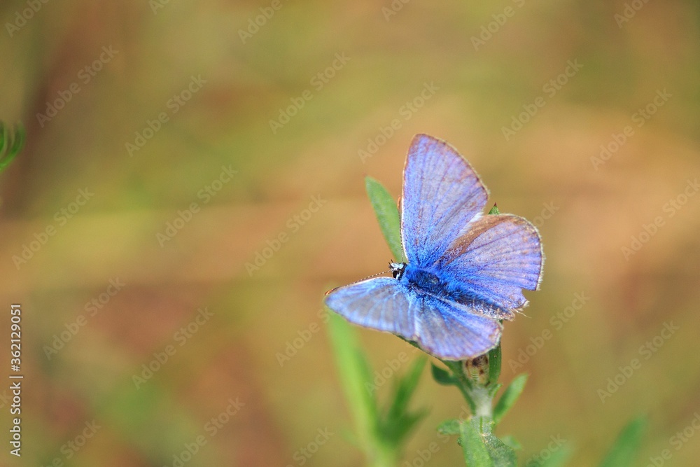 Blue butterfly on a grass closeup Blue butterfly on a grass closeup