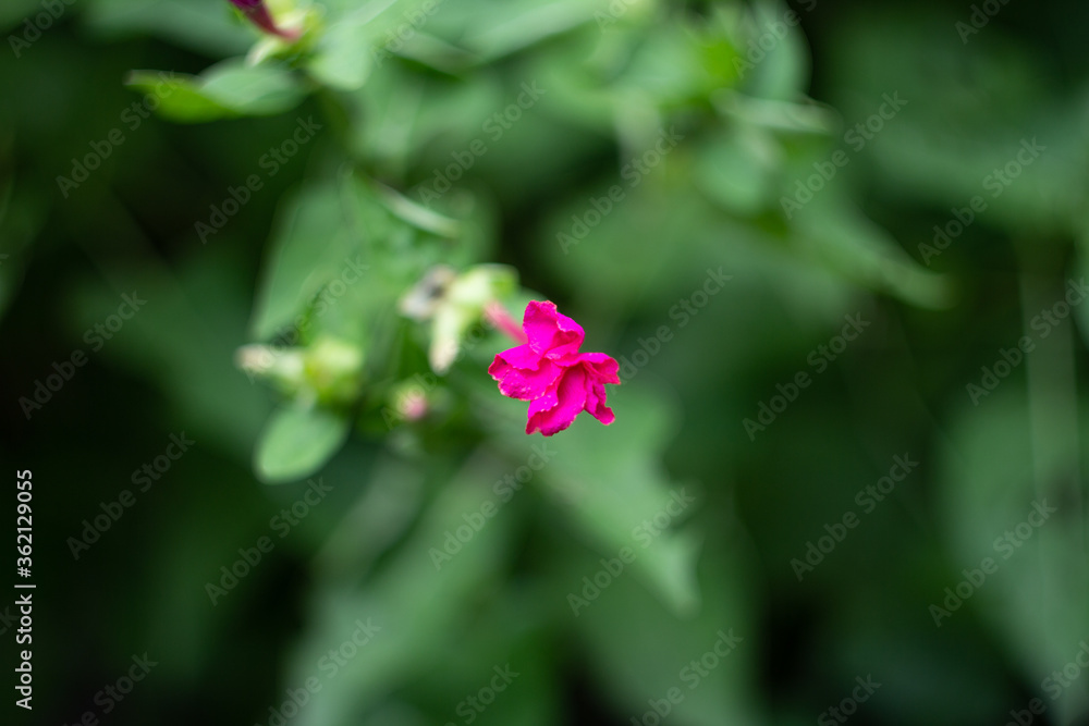 Pink flower blur green leaf background Pink flower blur green leaf background