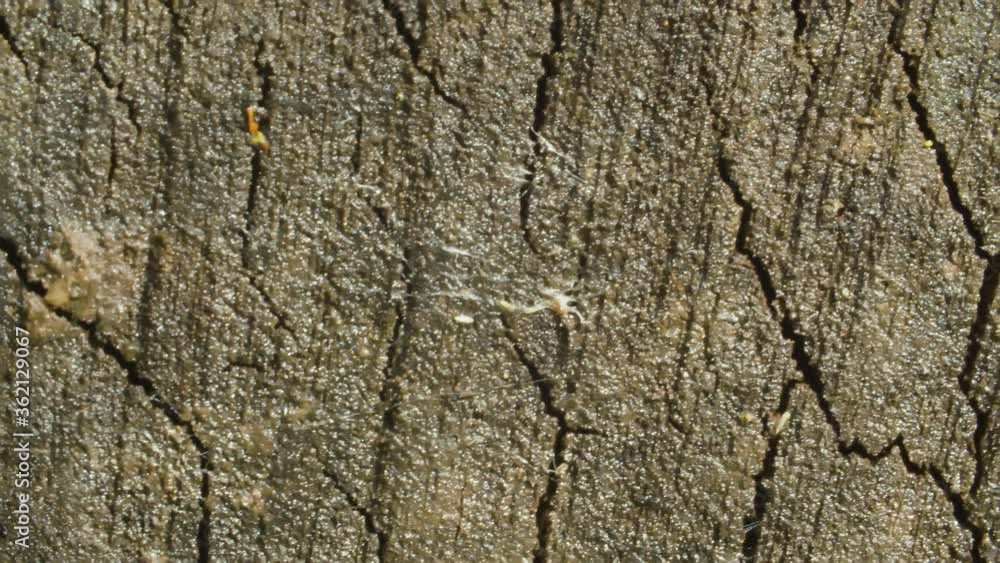 Close up view of old cracked wood cut. Macro shooting, camera slowly moving along the wood. Abstract textured background Close up view of old cracked wood cut. Macro shooting, camera slowly moving along the wood. Abstract textured background