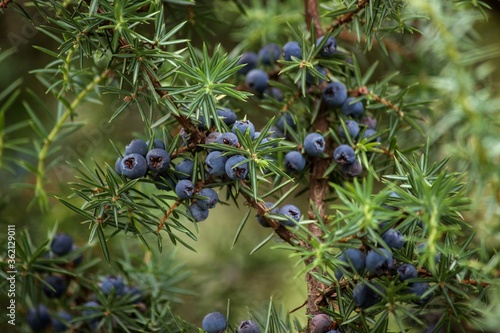 Blue berries on a tree of juniper photo