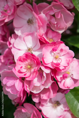 Many pink roses blooming in the garden close-up.