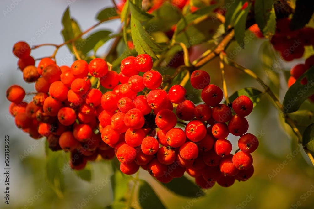 Red berries of rowan on a tree closeup