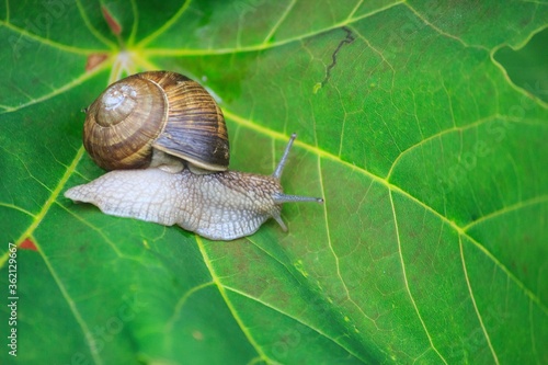 Small cute snail on leaf closeup
