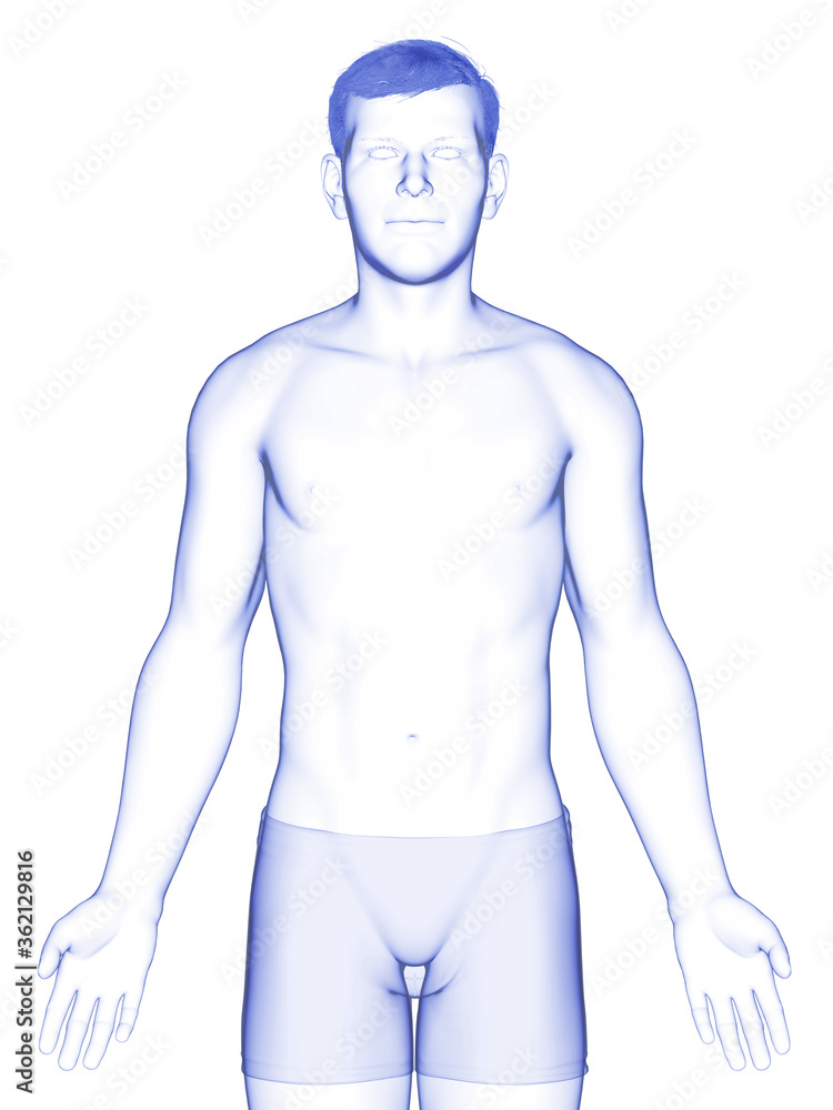 Fototapeta premium 3d rendered illustration of the male body