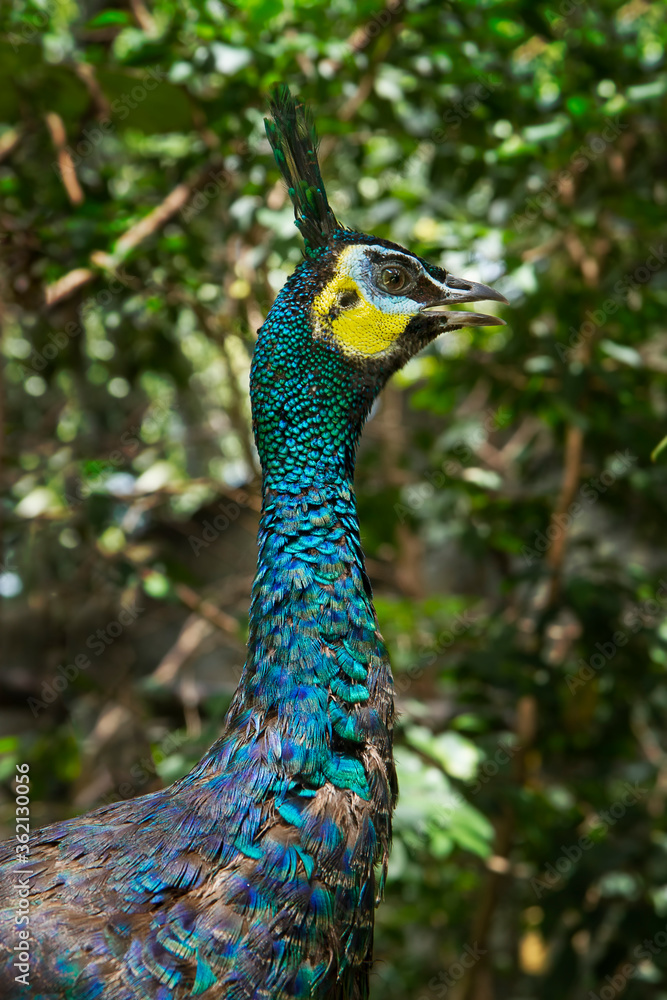 The green peafowl (Pavo muticus) is a peacock species found in the tropical forests of Southeast Asia. It is also known as a Javanese peacock and is endemic to the island of Java in Indonesia