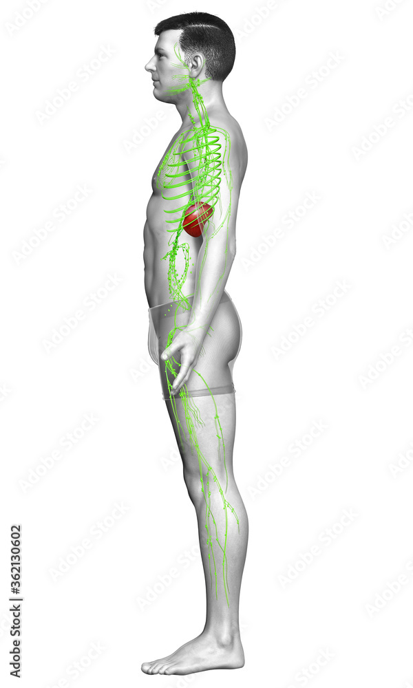 3d rendered medically accurate illustration of a male lymphatic system