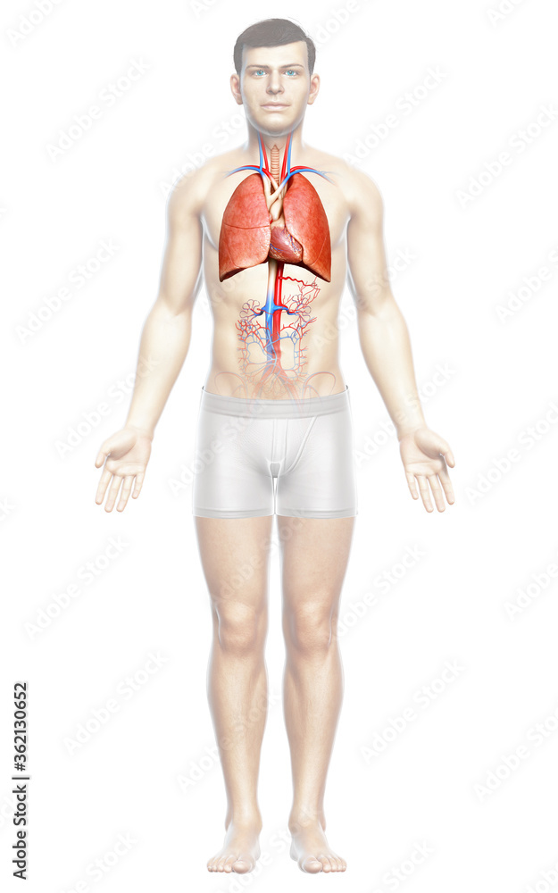 3d rendered, medically accurate illustration of a male lung anatomy 3d rendered, medically accurate illustration of a male lung anatomy