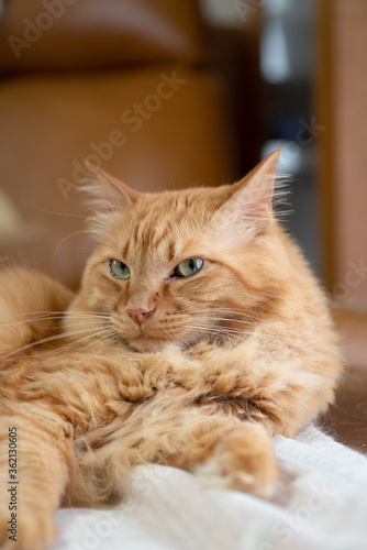 Wallpaper Mural くつろぐ猫　　茶トラ猫 Torontodigital.ca