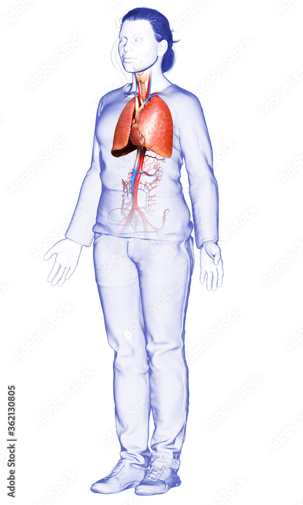 3d rendered, medically accurate illustration of a female lung anatomy 3d rendered, medically accurate illustration of a female lung anatomy