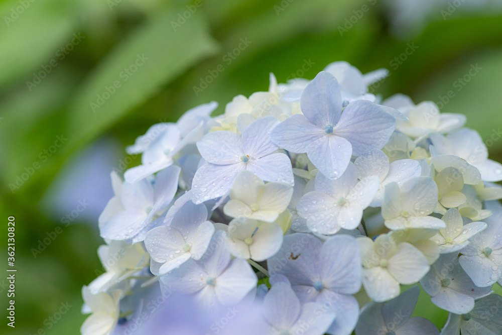 雨に濡れた紫陽花 青色 雨に濡れた紫陽花 青色