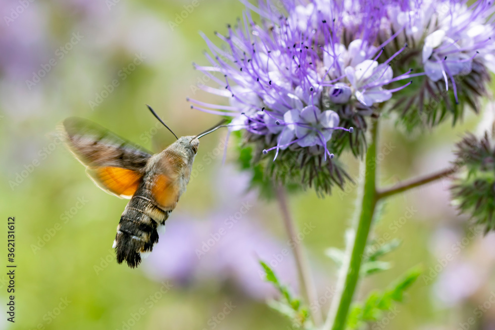papillon papillon