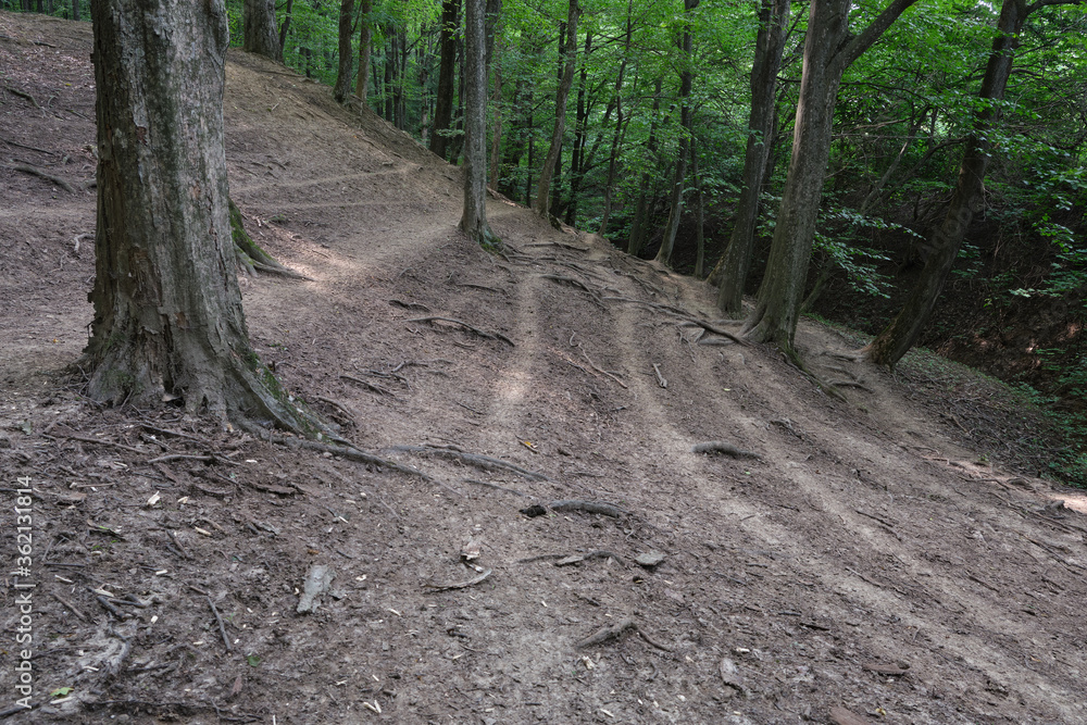 Obraz premium Paths in the woods