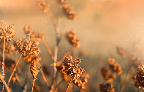 Abstract blurred orange autumn or summer background with dry wild meadow grass at sunset. Copy space, selective focus.
