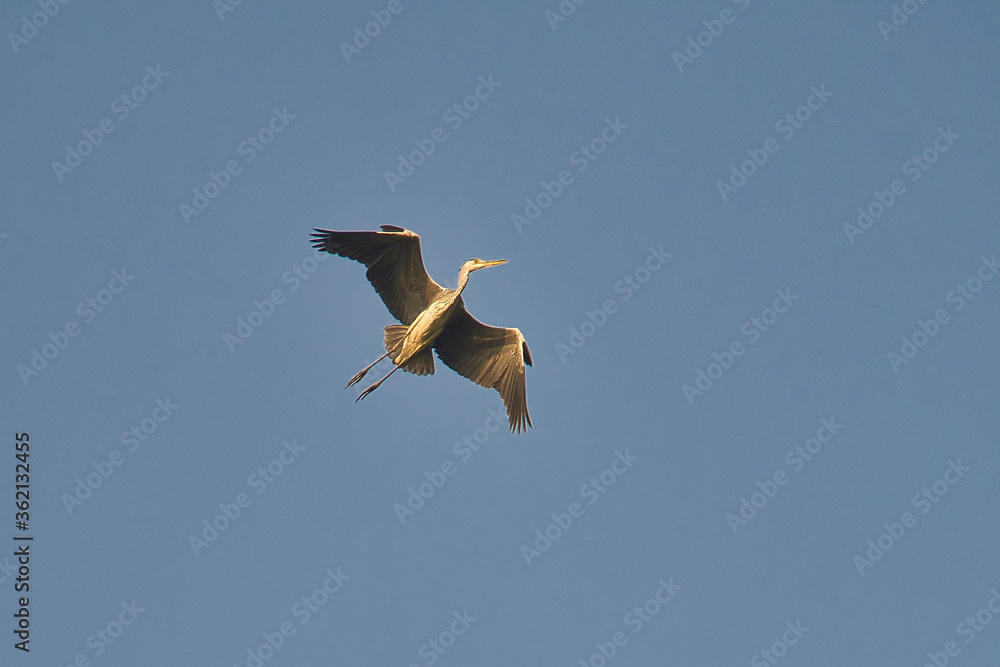 Obraz premium pelican in flight