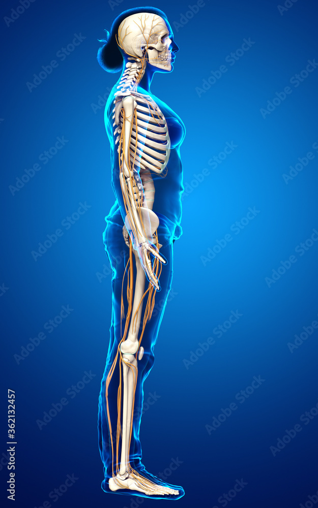 3d rendered medically accurate illustration ofa female nervous system and skeleton system 3d rendered medically accurate illustration ofa female nervous system and skeleton system