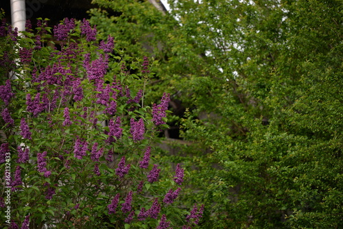 lilac flowers in the garden. Syringa vulgaris in bloom period