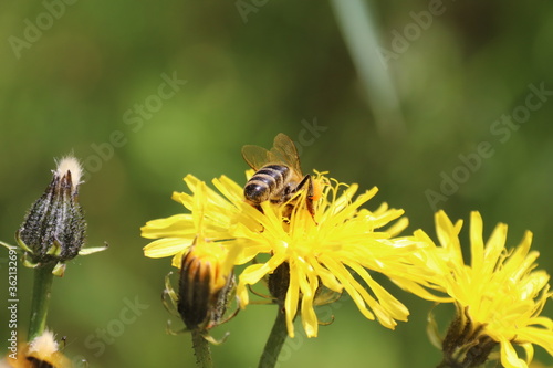 Die Biene auf dem Löwenzahn © Steffen