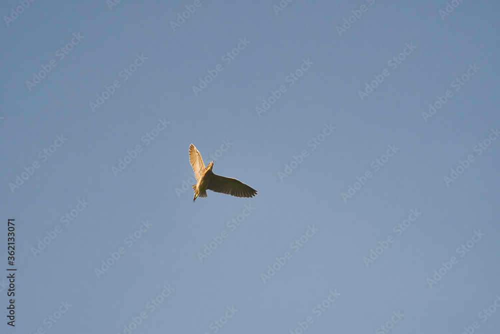 Obraz premium bird flying in the sky