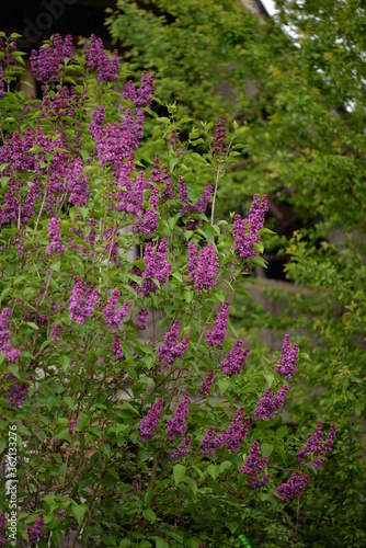 lilac flowers in the garden. Syringa vulgaris in bloom period