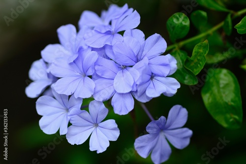 Obraz na plátně Cape leadwort or white plumbago flowers with natural blurred background