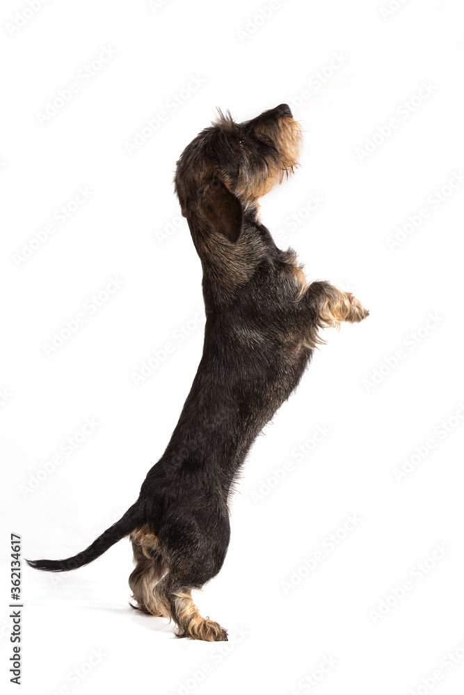 Hard-haired Dachshund on a white background. Hard-haired Dachshund on a white background.