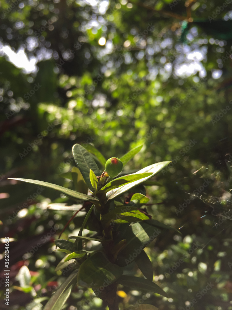 Beautiful kerala garden plant after bloom ,Ixora,Jungle Geranium,(Ixora coccinea) Beautiful kerala garden plant after bloom ,Ixora,Jungle Geranium,(Ixora coccinea)