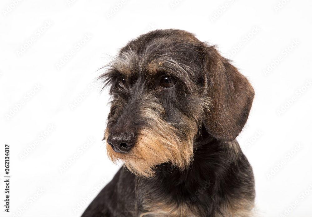 Hard-haired Dachshund on a white background.