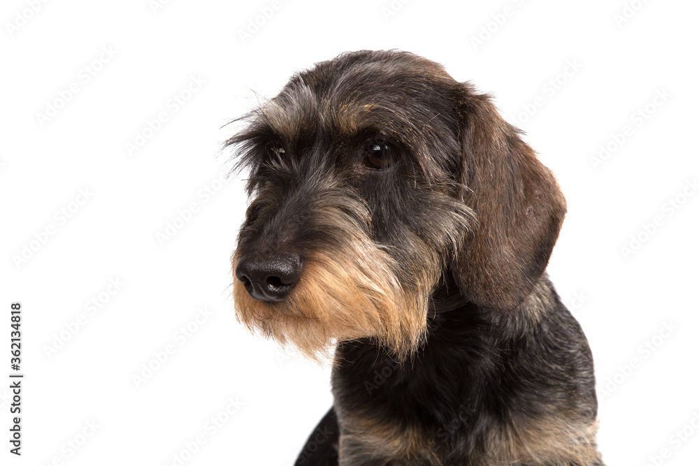 Hard-haired Dachshund on a white background.