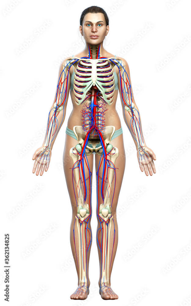 3d rendered medically accurate illustration of the female circulatory and skeleton system 3d rendered medically accurate illustration of the female circulatory and skeleton system