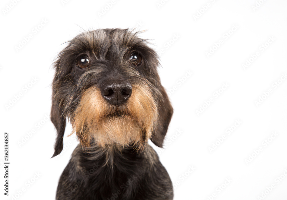 Hard-haired Dachshund on a white background.