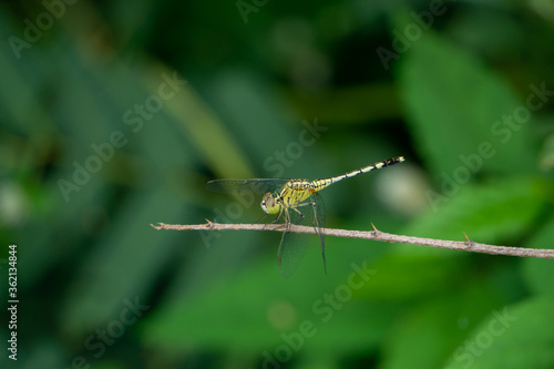Side shot of dragonflies perched on branches