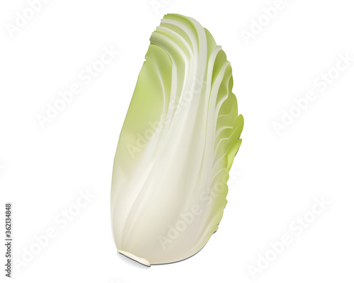 白菜 イラスト リアルより美しく どんな背景にも馴染む 鍋の具材 イラレブック Stock Vector Adobe Stock