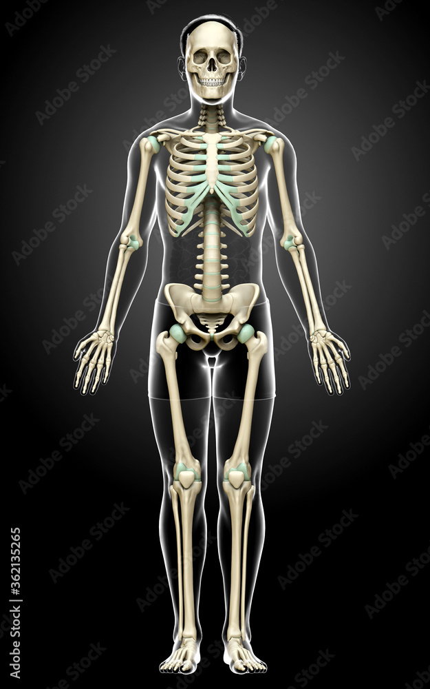 3d rendered, medically accurate illustration of a male skeleton system 3d rendered, medically accurate illustration of a male skeleton system