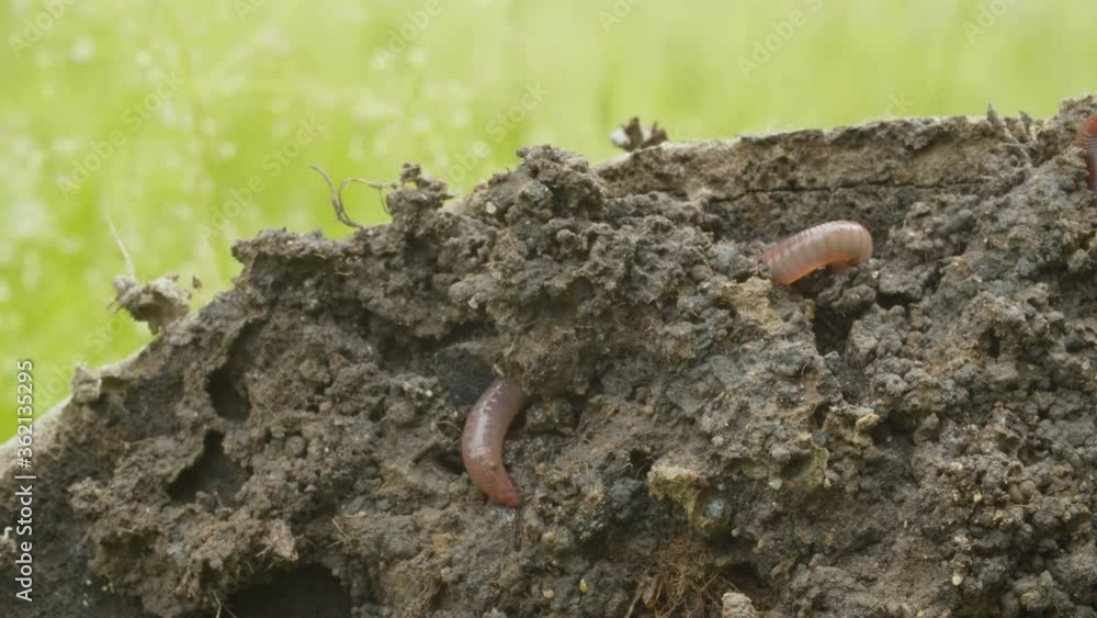 Worm crawling in freshly dug up soil. Earthworms close up. Macro shooting, camera slowly moving along the ground. Invertebrate life.