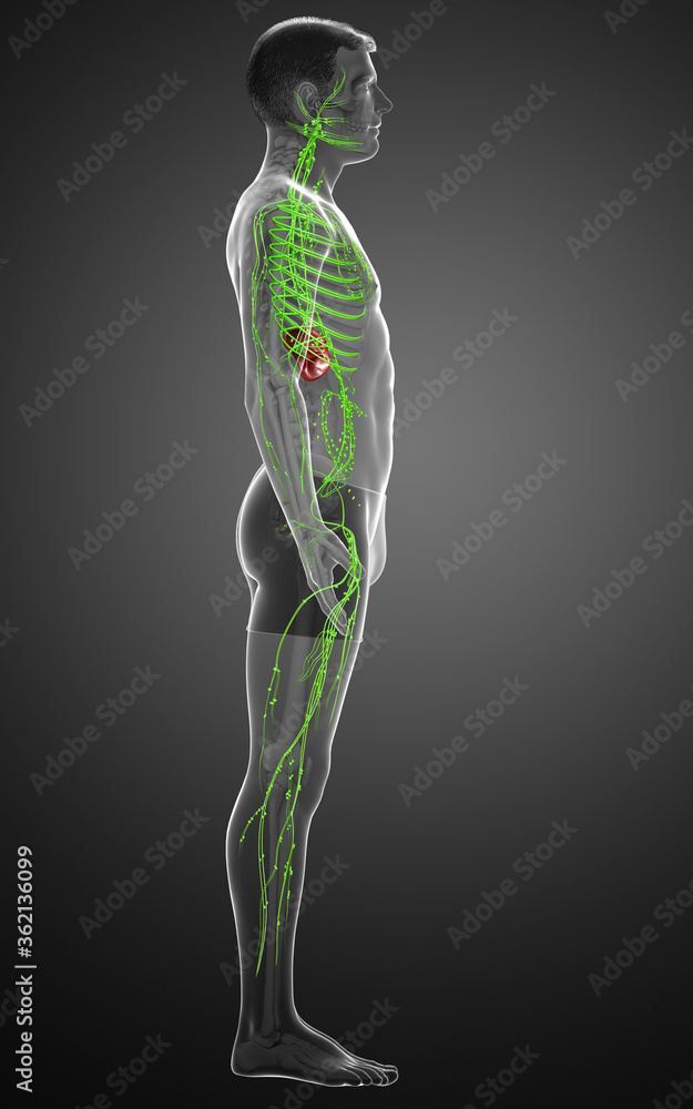 3d rendered medically accurate illustration of a male lymphatic system 3d rendered medically accurate illustration of a male lymphatic system