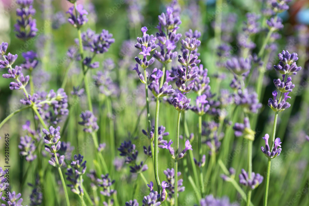 Obraz premium Purple lavender in the summer garden
