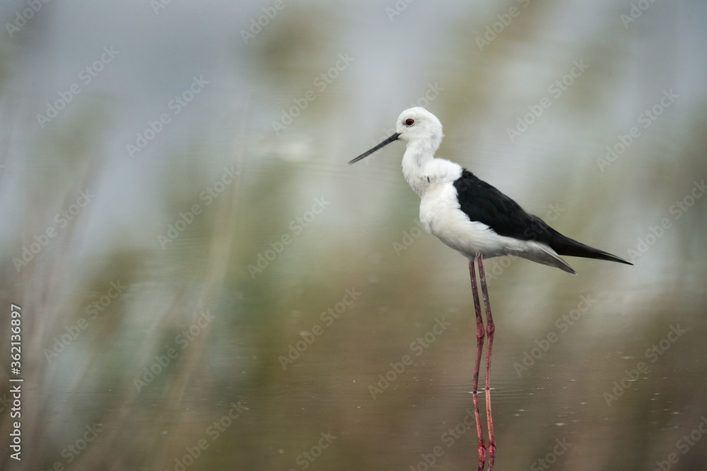 Black-winged Stilt, Bahrain. A inverted image showing only reflection Black-winged Stilt, Bahrain. A inverted image showing only reflection