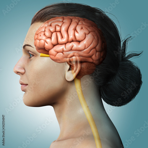 3d rendered medically accurate illustration of a female brain anatomy