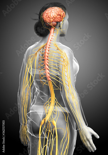 3d rendered medically accurate illustration of a female nervous system