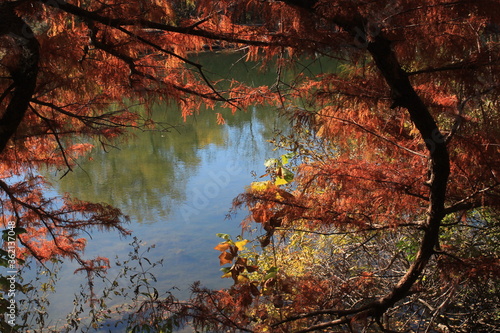 Fototapeta Naklejka Na Ścianę i Meble -  Kansas fall colorful Leaves at a park that's bright  and beautiful.