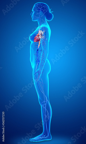3d rendered medically accurate illustration of a female Veins anatomy © pixdesign123